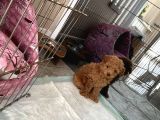 Red Brown Dişi Ve Erkek Toy Poodle Tuvalet Eğitimli