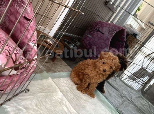 Red Brown Dişi Ve Erkek Toy Poodle Tuvalet Eğitimli görsel