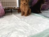 Red Brown Dişi Ve Erkek Toy Poodle Tuvalet Eğitimli