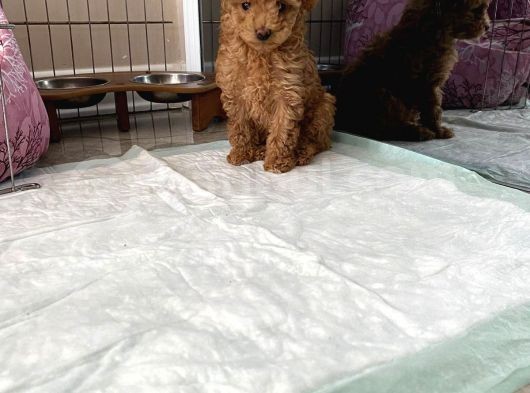 Red Brown Dişi Ve Erkek Toy Poodle Tuvalet Eğitimli görsel