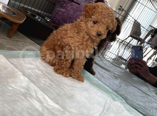 Red Brown Dişi Ve Erkek Toy Poodle Tuvalet Eğitimli görsel