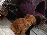 Red Brown Dişi Ve Erkek Toy Poodle Tuvalet Eğitimli