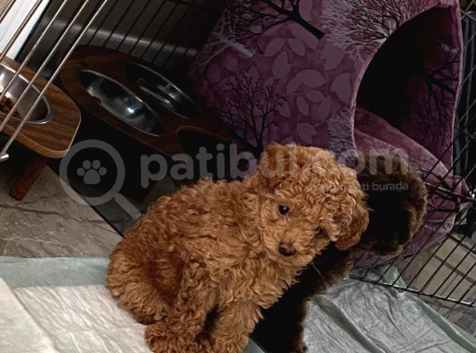 Red Brown Dişi Ve Erkek Toy Poodle Tuvalet Eğitimli görsel
