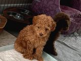 Red Brown Dişi Ve Erkek Toy Poodle Tuvalet Eğitimli