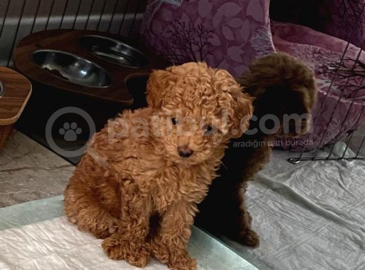 Red Brown Dişi Ve Erkek Toy Poodle Tuvalet Eğitimli görsel