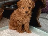 Red Brown Dişi Ve Erkek Toy Poodle Tuvalet Eğitimli