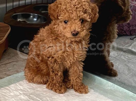 Red Brown Dişi Ve Erkek Toy Poodle Tuvalet Eğitimli görsel