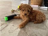 Red Brown Dişi Ve Erkek Toy Poodle Tuvalet Eğitimli