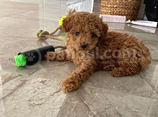 Red Brown Dişi Ve Erkek Toy Poodle Tuvalet Eğitimli görsel