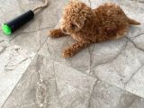 Red Brown Dişi Ve Erkek Toy Poodle Tuvalet Eğitimli