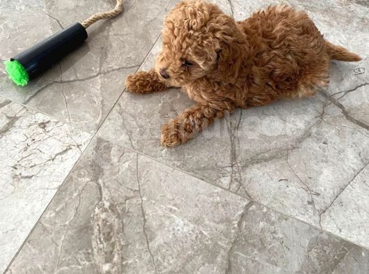 Red Brown Dişi Ve Erkek Toy Poodle Tuvalet Eğitimli görsel