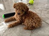 Red Brown Dişi Ve Erkek Toy Poodle Tuvalet Eğitimli