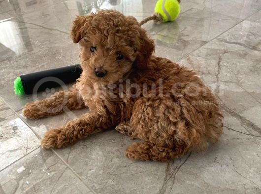Red Brown Dişi Ve Erkek Toy Poodle Tuvalet Eğitimli görsel