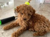 Red Brown Dişi Ve Erkek Toy Poodle Tuvalet Eğitimli