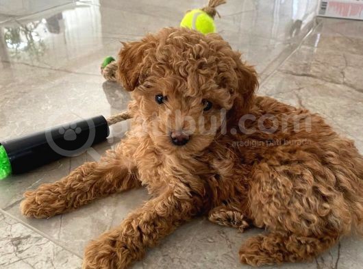 Red Brown Dişi Ve Erkek Toy Poodle Tuvalet Eğitimli görsel