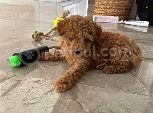 Red Brown Dişi Ve Erkek Toy Poodle Tuvalet Eğitimli görsel