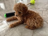 Red Brown Dişi Ve Erkek Toy Poodle Tuvalet Eğitimli