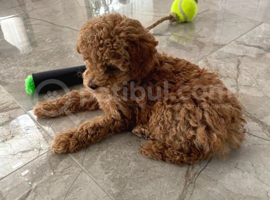 Red Brown Dişi ve Erkek Toy Poodle Tuvalet Eğitimli