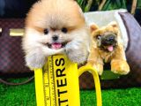 Ayı Surat Pomeranian Boo Yavrularımız