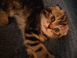 White Ve Brown Tabby Scotti̇sh Fold Yavrular