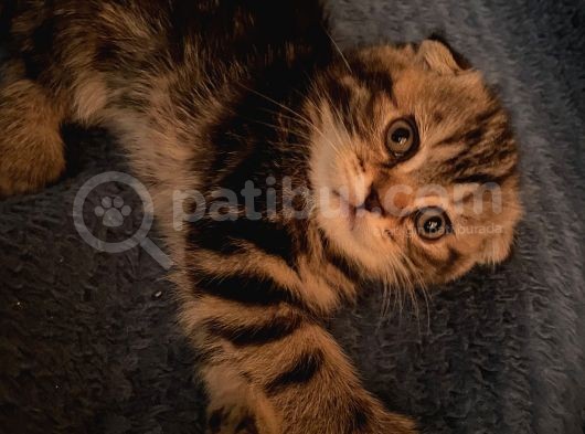 White Ve Brown Tabby Scotti̇sh Fold Yavrular