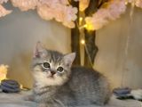 Show Güzelli̇k Bri̇ti̇sh Shorthai̇r Blue Golden