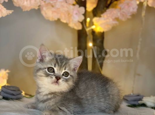 Show Güzelli̇k Bri̇ti̇sh Shorthai̇r Blue Golden görsel