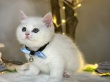 Pofuduk Bri̇ti̇sh Shorthai̇r Whi̇te