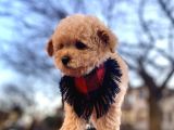 Apricot Erkek Orjinal Toy Poodle