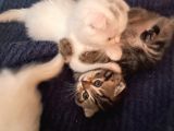 White Ve Brown Tabby Scotti̇sh Fold Yavrular