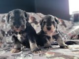 Alerji yapmaz, Minyatür Schnauzer Yavruları