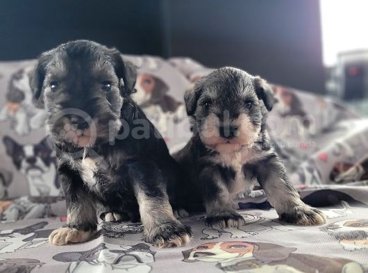 Alerji Yapmaz, Minyatür Schnauzer Yavruları