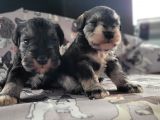 Alerji Yapmaz, Minyatür Schnauzer Yavruları