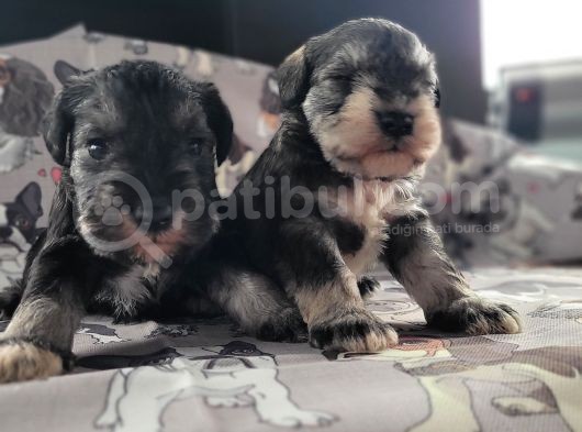 Alerji Yapmaz, Minyatür Schnauzer Yavruları görsel
