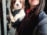 Cavalier King Charles Yavru (Bursa Köpek Okulu)