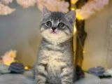 Kusursuz Güzelli̇k Bri̇ti̇sh Shorthai̇r Blue Golden