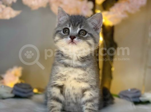 Kusursuz Güzelli̇k Bri̇ti̇sh Shorthai̇r Blue Golden