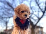 Apricot Erkek Orjinal Toy Poodle