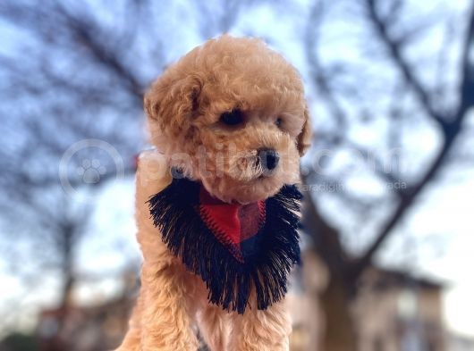Apricot Erkek Orjinal Toy Poodle görsel