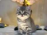 Kusursuz Güzelli̇k Bri̇ti̇sh Shorthai̇r Blue Golden