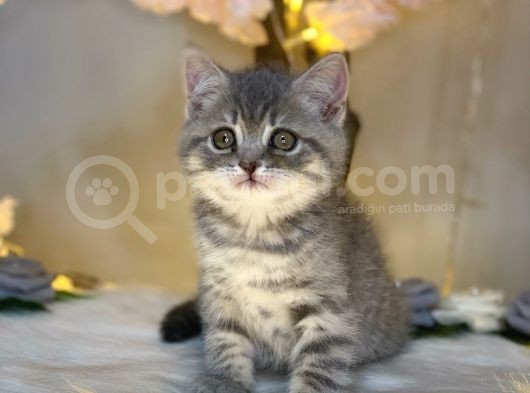 Kusursuz Güzelli̇k Bri̇ti̇sh Shorthai̇r Blue Golden görsel