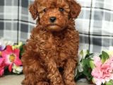 Hari̇ka Red Brown Toy Poodle Bebekler