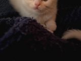 White Ve Brown Tabby Scotti̇sh Fold Yavrular