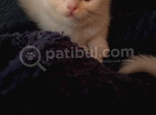 White Ve Brown Tabby Scotti̇sh Fold Yavrular görsel