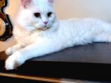 White Ve Brown Tabby Scotti̇sh Fold Yavrular