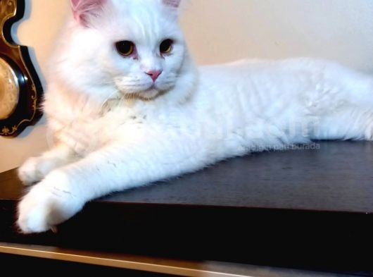 White Ve Brown Tabby Scotti̇sh Fold Yavrular görsel