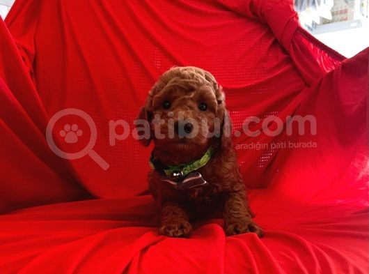Safkan Toy Poodle Yavrularımız görsel