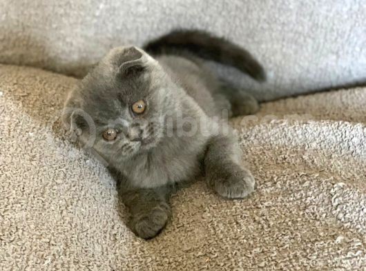Üst Kali̇te Scotti̇sh Fold Erkek Ve Di̇şi̇ görsel