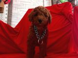 Safkan Toy Poodle Yavrularımız