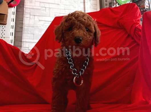 Safkan Toy Poodle Yavrularımız görsel